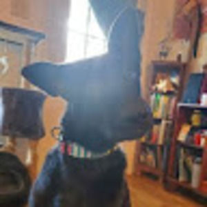 Meet your Posher, Jake